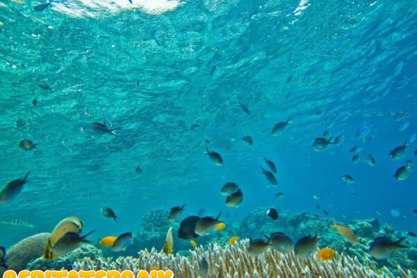 Ilmuwan Jelaskan Dampak Pemanasan Global pada Ekosistem Bawah Laut